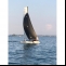 Catamaran Hobie Wildcat F18 Picture 1 